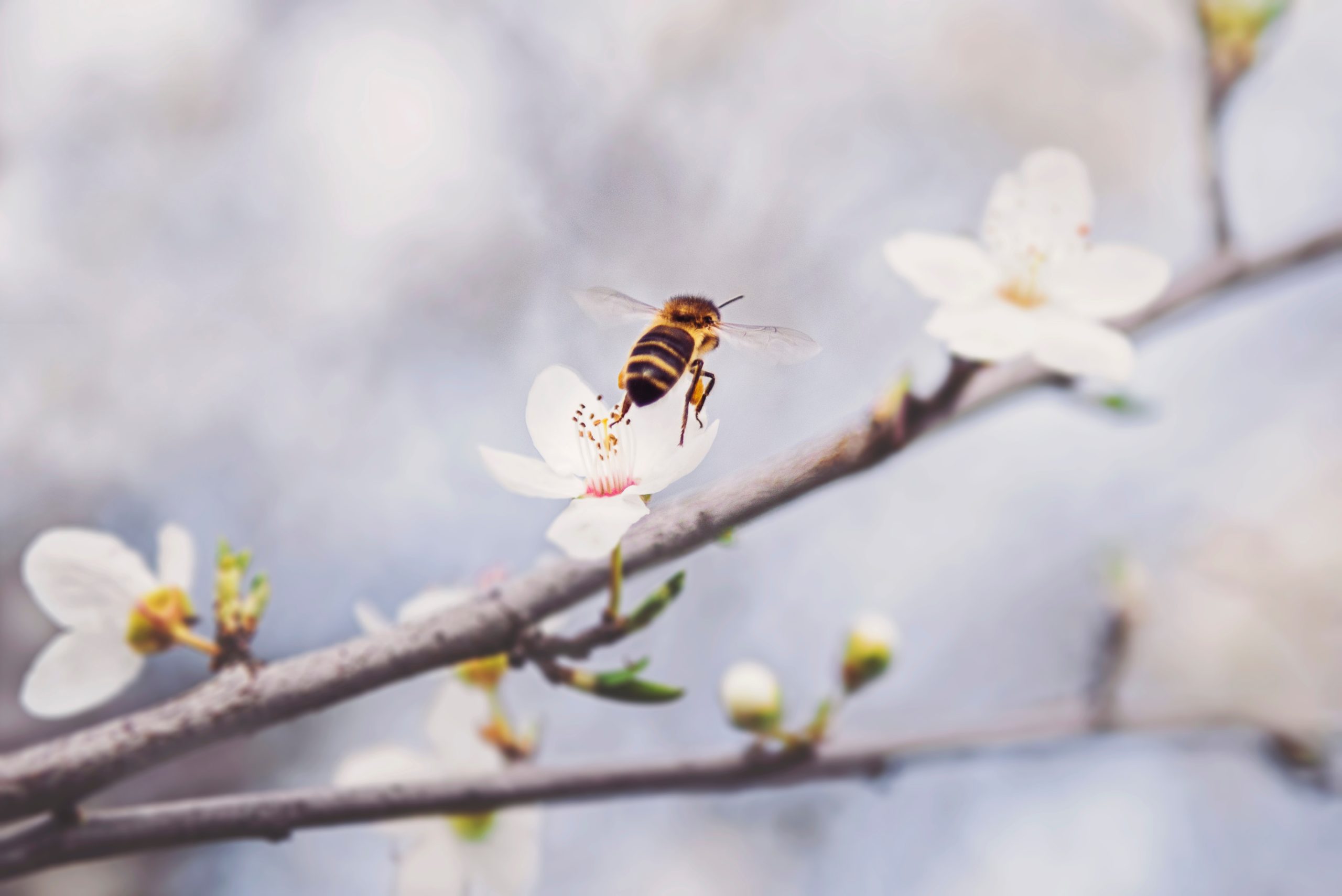 bloom and bee bloom and bee