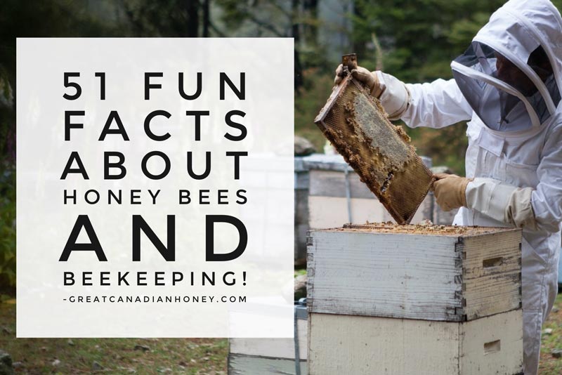 51 Fun Facts About Honey Bees Honey Beekeeping And Bees The Great Canadian Honey Company 